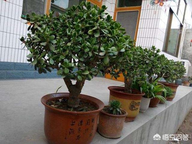 玉树养成盆景的几个技巧，为什么有人养在室内就容易挂掉呢？插图28