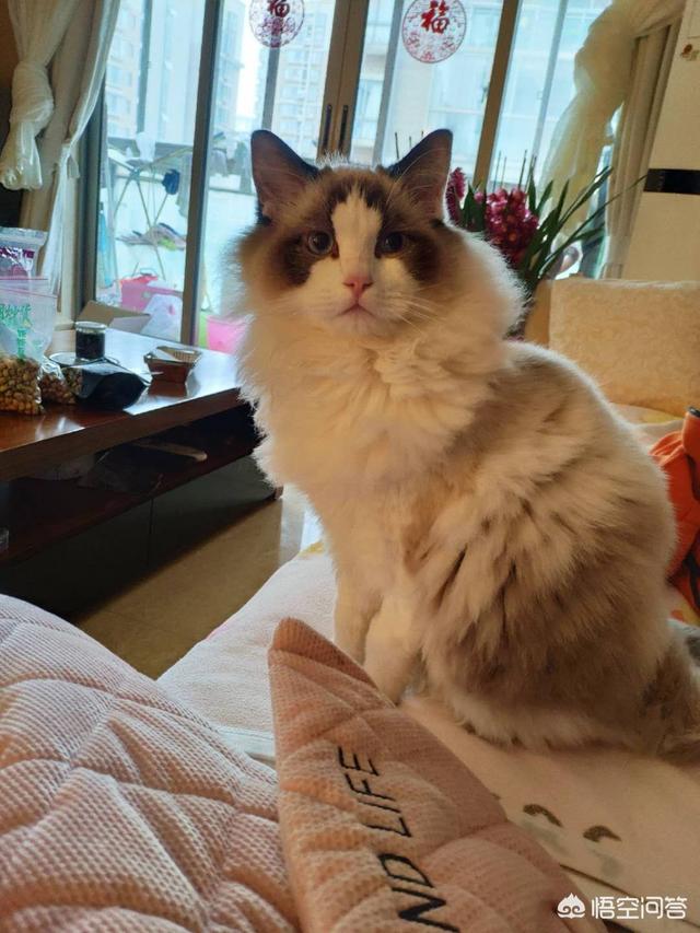 5,养挪威森林猫好还是布偶猫好?