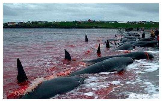 丹麦为什么杀海豚，为什么杀猪随便杀、杀狗有争论、杀海豚却被全世界所不齿