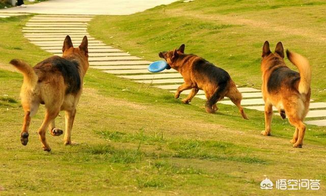 黑背犬图片:什么地方卖纯种德国黑背狗？