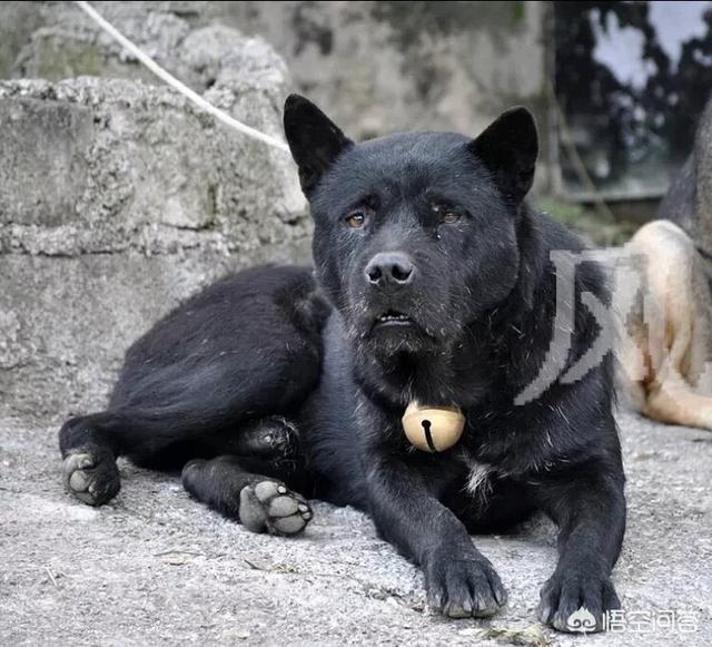 奥达猎犬品种:波音达和蓝斑猎犬是一个品种吗？