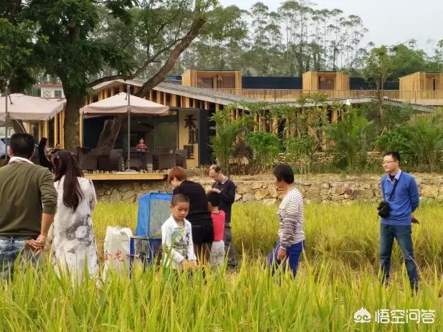 以“稻田”为主题的民宿客栈有哪些推荐