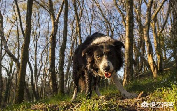 白金汉宫边境牧羊犬研究中心:边境牧羊犬临终前会有哪些特征？