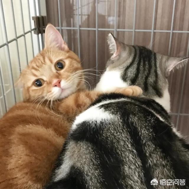 母猫绝育后大小便去猫砂盆吗:1岁的小猫总是乱尿，怎么办？公猫，已经做过绝育了？