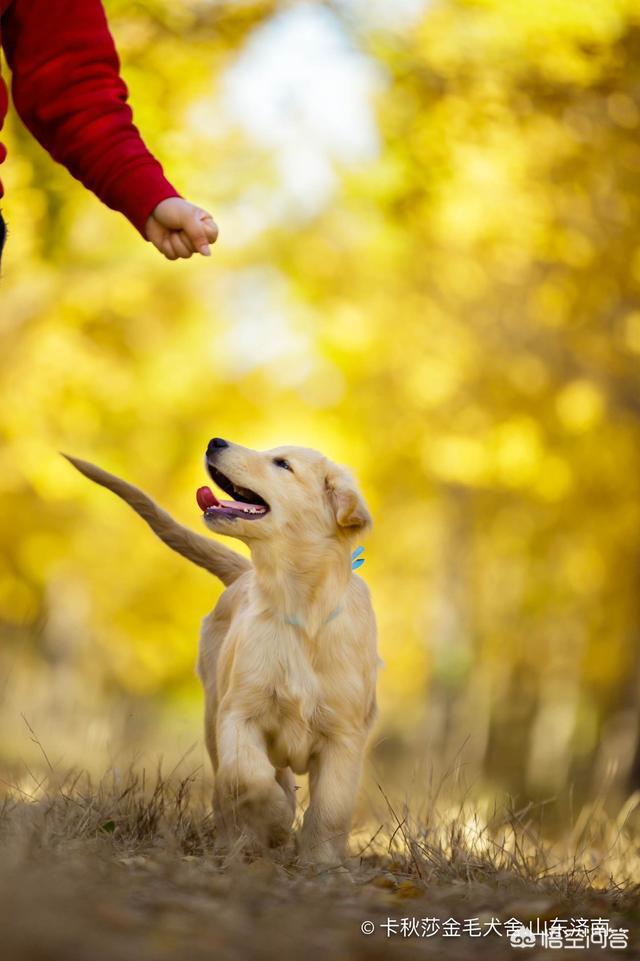 金毛犬的喂养:金毛犬三个不同阶段该怎么喂食？