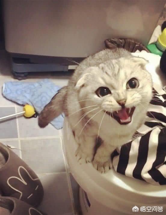 曼克斯猫守护:猫看见主人洗澡为什么总是守着门口叫个不停？