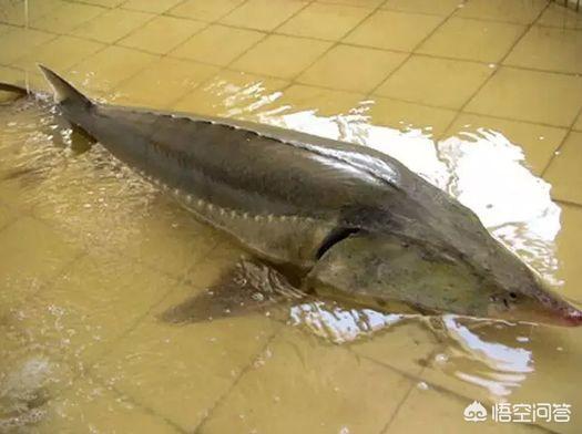 湄公河巨鲶:为什么有些湖泊中会产生巨大鱼类这种“水怪”呢？