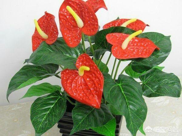 植物鹤顶红图片:红掌长得像树一样，枝大叶大还不开花，怎么办？