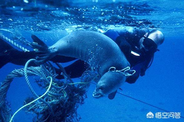 海洋垃圾的危害，作为海洋中的王者，塑料垃圾对鲸鱼有怎样的危害？