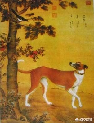 猎豹犬:中国的细犬是什么犬？现在的境况如何？