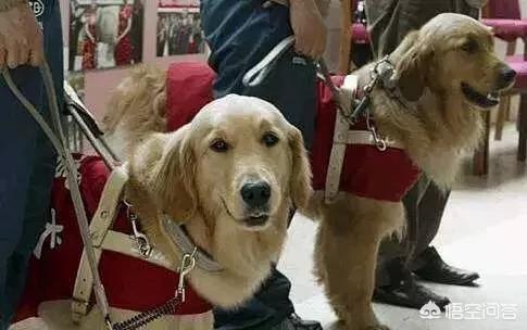 最好的导盲犬是什么狗:有人说德国牧羊犬比较凶，能不能当导盲犬呢？
