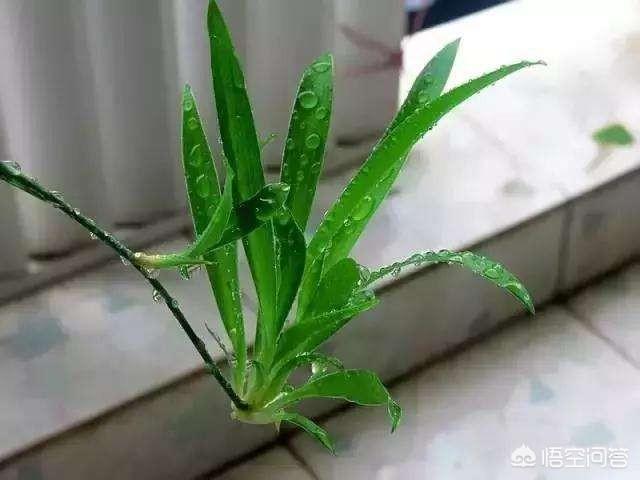 家里吊兰叶子发黄:在养殖青叶吊兰的过程中，若出现叶子变黄现象，该如何解决？