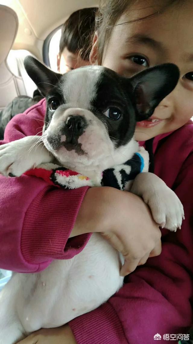 法国斗牛犬吧:为什么有的人说法国斗牛犬难养？养它有什么烦恼吗？