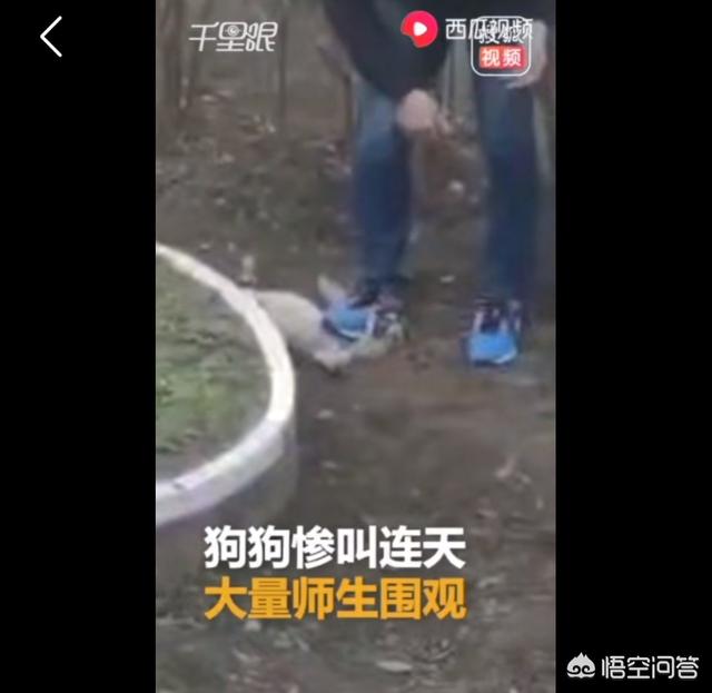 李宇春鞋被狗咬烂:安徽岳西小学校长校内脚踩流浪狗被热议，你怎么看？