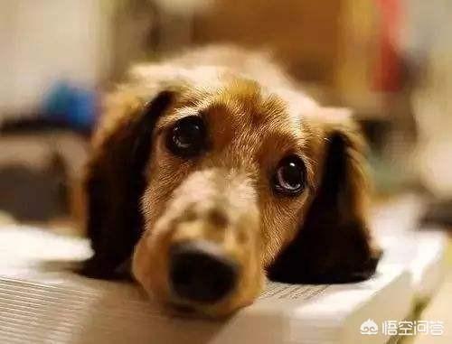 狗狗一般能活几年？
