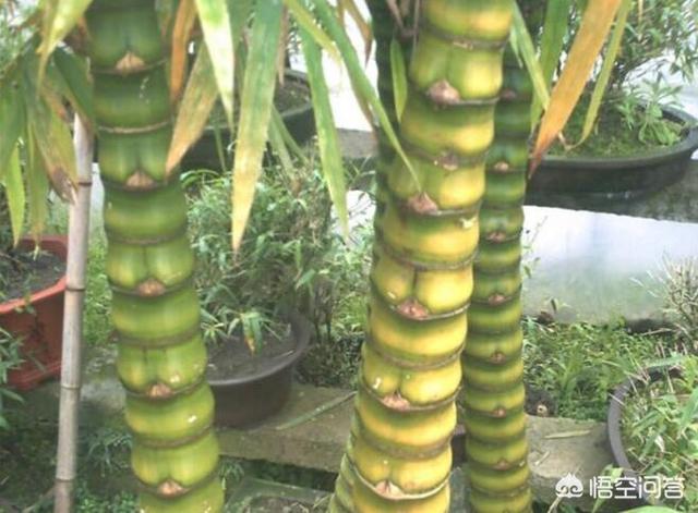 罗汉竹:罗汉竹如何养出“大肚腩”？