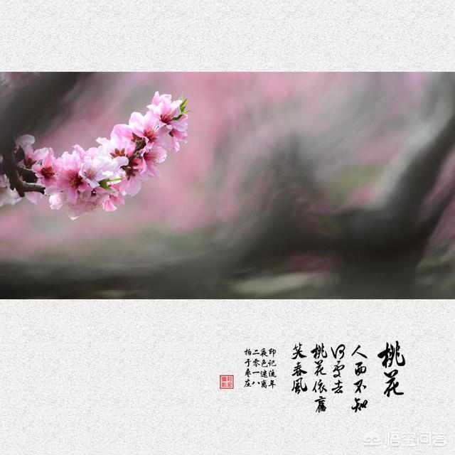 “桃花依旧笑春风”这句话是什么含义？现在泛指什么？