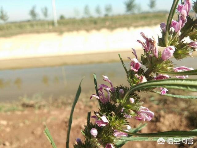 补肾草药大全图片，你知道哪些在农村泛滥，却又有很大药用价值的野菜野草