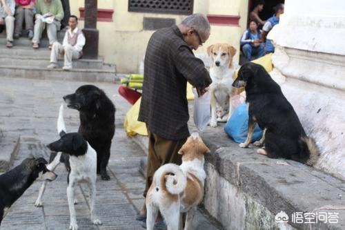 现收养400只流浪狗:为什么社会上有人卖房省吃省喝也要收养流浪狗？