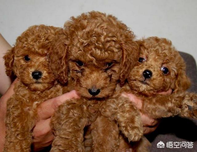 白色泰迪犬图片:一只纯种泰迪需要多少钱？