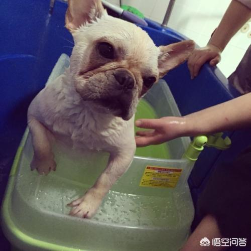 斗牛犬图片:斗牛犬图片大全 法国斗牛犬在什么情况下是不能洗澡的呢？