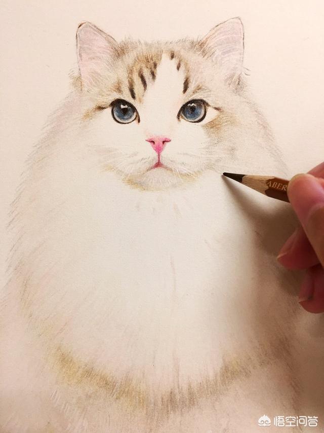 墙壁猫爬架:如何让猫咪拥有一身漂亮毛发？