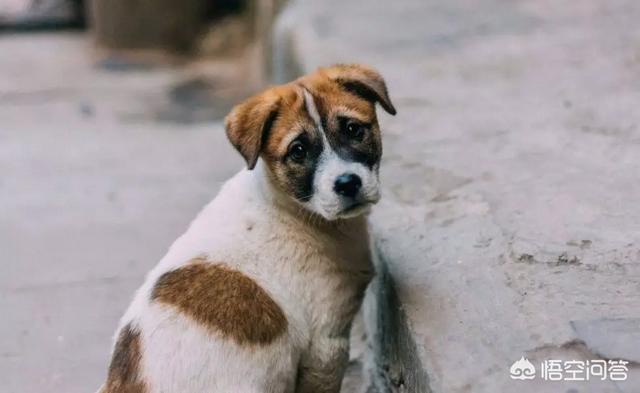 大头狗壁纸:中华田园犬升级为中国唐狗，对此你怎么看？
