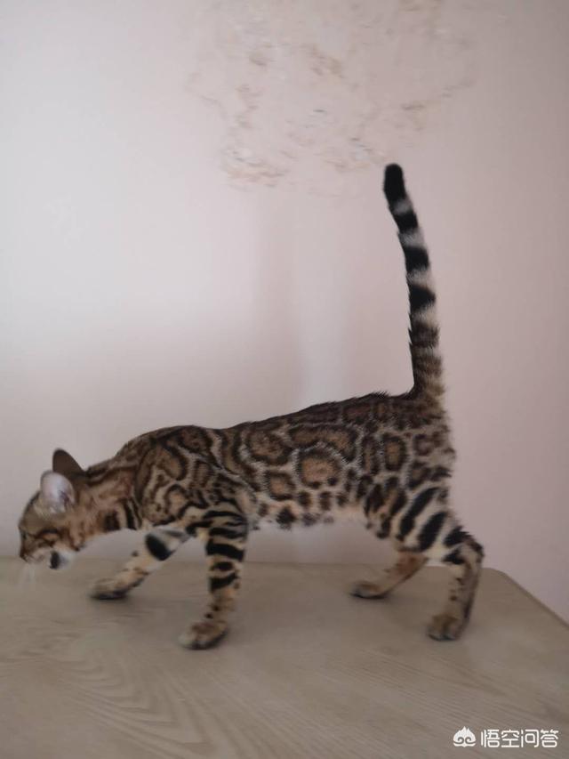 给英短吃的猫饭:美国短毛猫在成年之后吃什么猫粮？