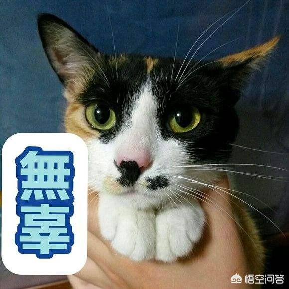 cf猫咪透视辅助官网最新版:你有没有拍到有趣的猫咪照片，分享一下？