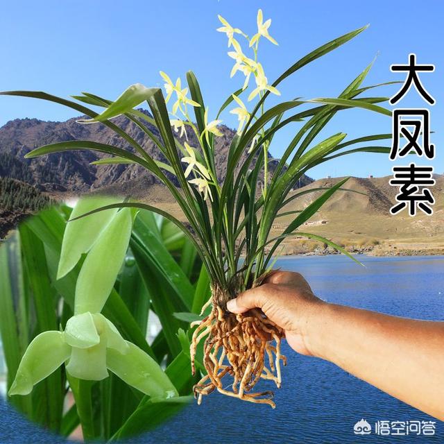 黄建兰图片:建兰黄一品 大凤素、朱德素、金丝马尾，这三种建兰素花有何区别？