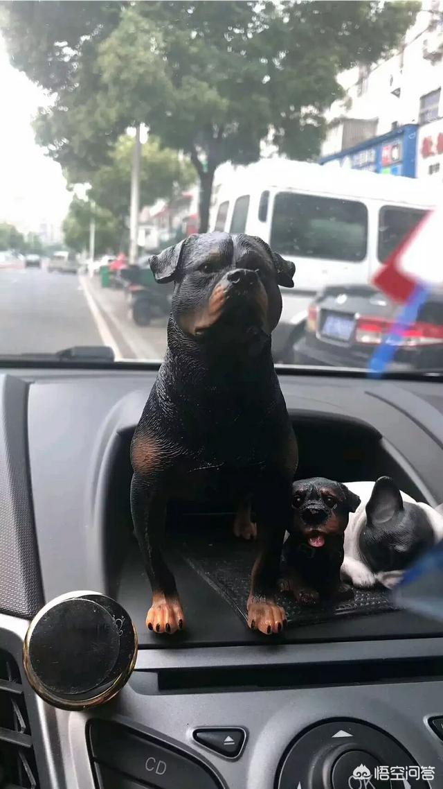 罗维纳犬怎么养:成年罗威纳一天能吃几斤狗粮？ 罗维纳犬和马犬哪个好