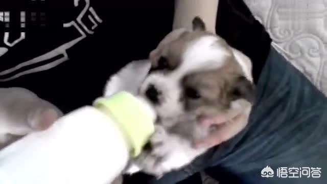 宠物知识:如何让狗狗认自己当主人？ 宠物知识app