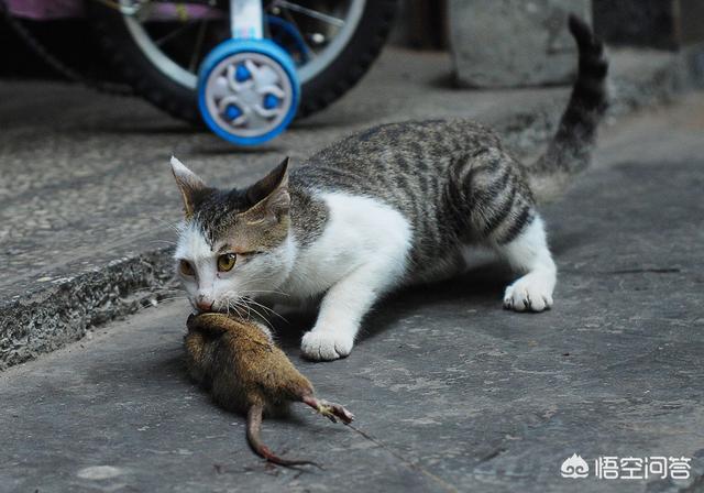 l老鼠怕什么:老鼠怕什么声音 除了猫以外，老鼠最怕什么动物？