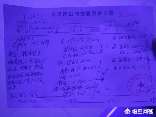 犬细小病图片:狗狗得了细小该怎么办？狗主人自己能解决吗？