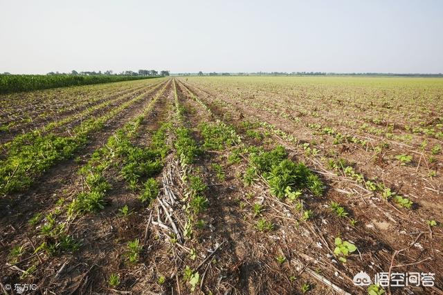 草甘膦会对农作物和土地有影响吗，除草剂草甘膦会对农作物和土地有影响吗