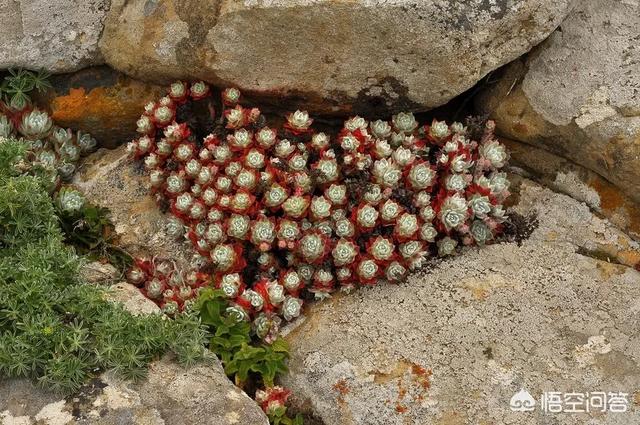 史宾格很难养:多肉植物很娇贵、很难养活吗？