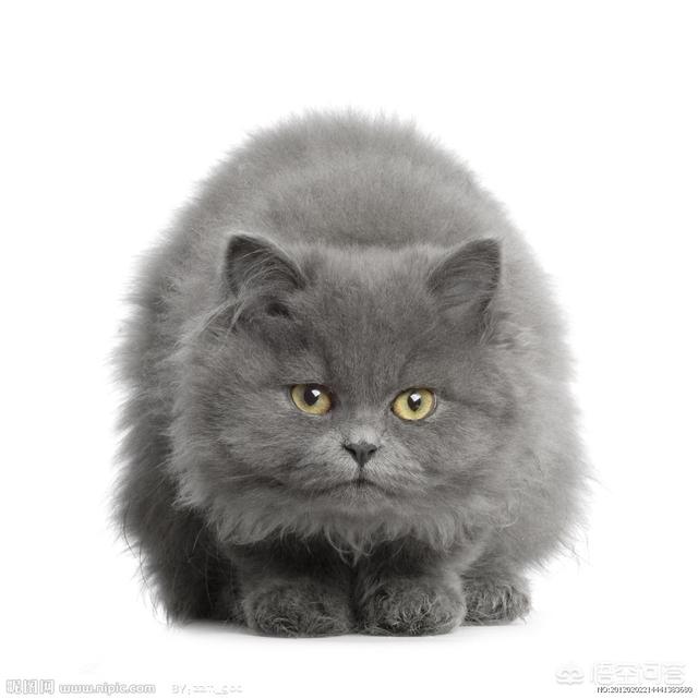 小型猫咪品种大全:哪种猫爱干净、不掉毛还好养活？