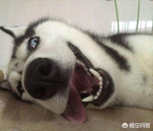哈斯奇 对人叫:为什么哈士奇这么黏人，人一走就会叫，怎么让它不叫唤？