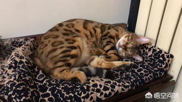 为什么晚上睡觉时猫咪总喜欢靠近自己的头，而且咕噜声还很大？插图18