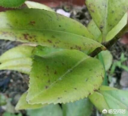 锈壁虱用何种药:茶花叶片背面长锈，叶片往下翻是怎么回事？