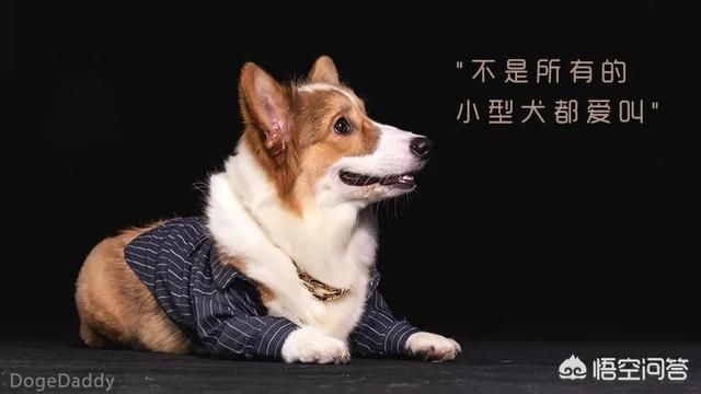 波利犬喜叫程度:狗狗经常吠叫是什么原因？如何制止？ 波利犬的优点和缺点