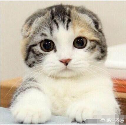 波斯猫儿:有哪一瞬间你觉得被猫咪萌化了？