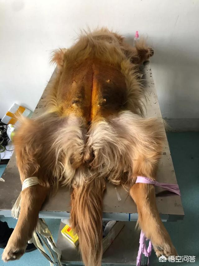 我做母狗的经历大全最新章节:各位宠友。你们如果家里养了有母宠物会让它生养吗？