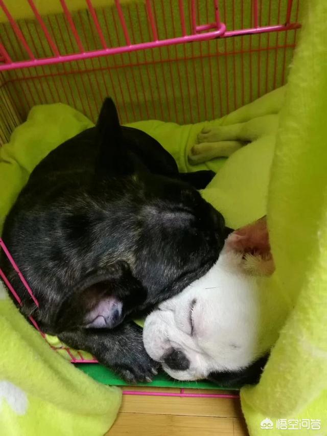 法牛犬:法斗犬除了喜欢会舔人，还有什么原因让它舔人吗？
