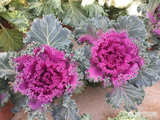 扫一扫识别石头,手机支付宝如何使用AR扫描功能？