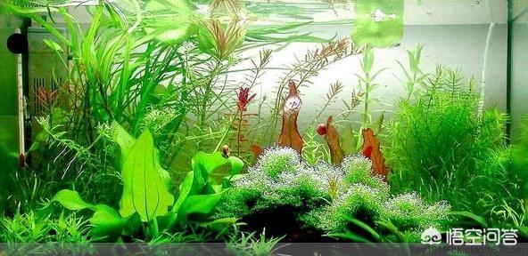 教你养观赏鱼的过滤方法:饲养观赏鱼需要定期大换水清理鱼缸吗？怎样养好观赏鱼？ 养观赏鱼过滤制作