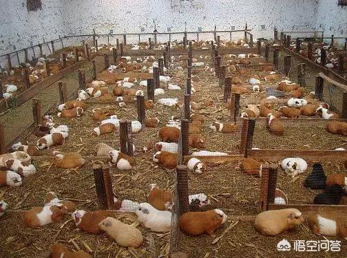食用黑豚鼠价格:荷兰猪能吃吗？该怎么烹饪？