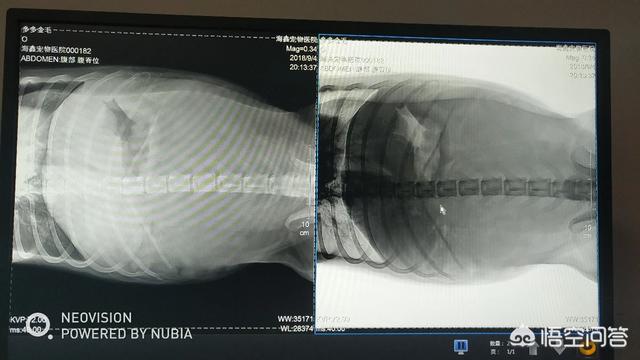 金毛拐卖牧羊犬电影:为什么金毛死亡率那么高？