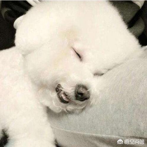 比熊犬好养吗?比熊有哪些优缺点:饲养比熊真的好吗，为什么都说会“生病”啊？