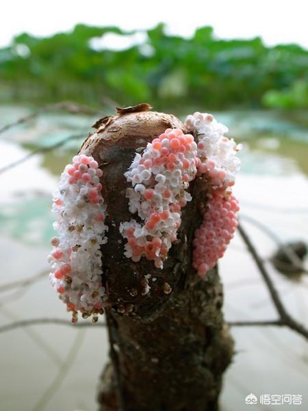 苹果螺爆缸危害:虾塘前不久种植的伊乐藻，发现苹果螺有点多，对水草有危害吗？